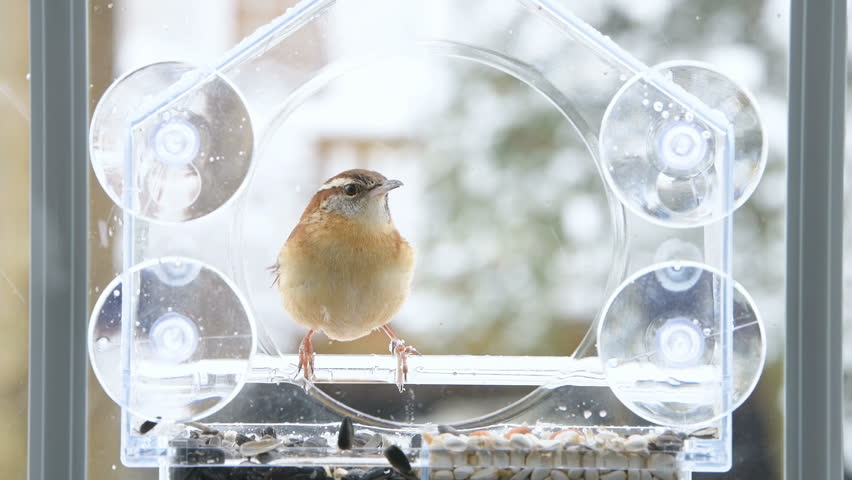 Carolina Wren Bird Sitting Perched Stock Footage Video 100