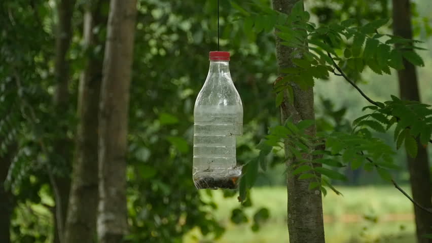 Homemade Bird Feeder From A Stock Footage Video 100 Royalty Free