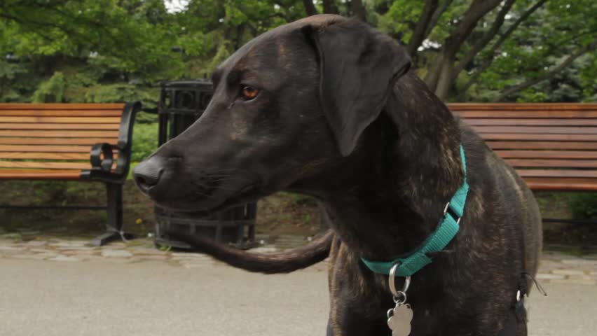 Hound Dog With Black Fur Stock Footage 100 Royalty Free Hound Dog With Black Fur In The Park Sniffing Ground For Squirrels