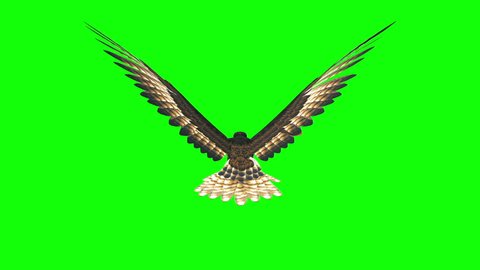 3d Render Hawk Flying Loop On Green Screen Back View