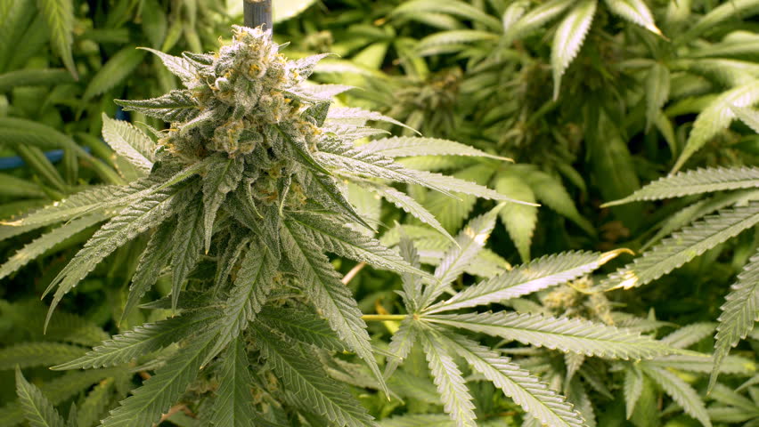 Image result for marijuana bud"