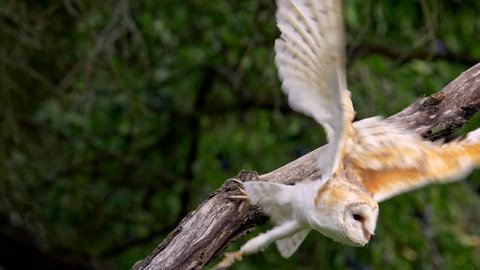 Owl Wings Spread Stock Video Footage 4k And Hd Video Clips