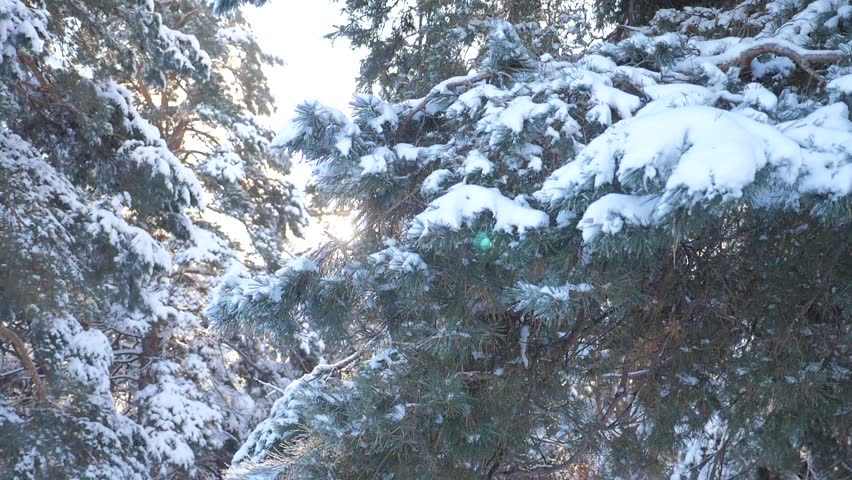 Winter landscape covered in snow with pine trees image - Free stock ...