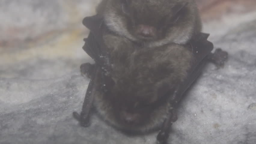 A Pair Of Bats Engage Stock Footage Video 100 Royalty Free Coitus During Wintering In A Damp Cave Hanging Upside Down And Covered Dew Reproductive Behavior Daubenton S Bat Myotis Daubentoni
