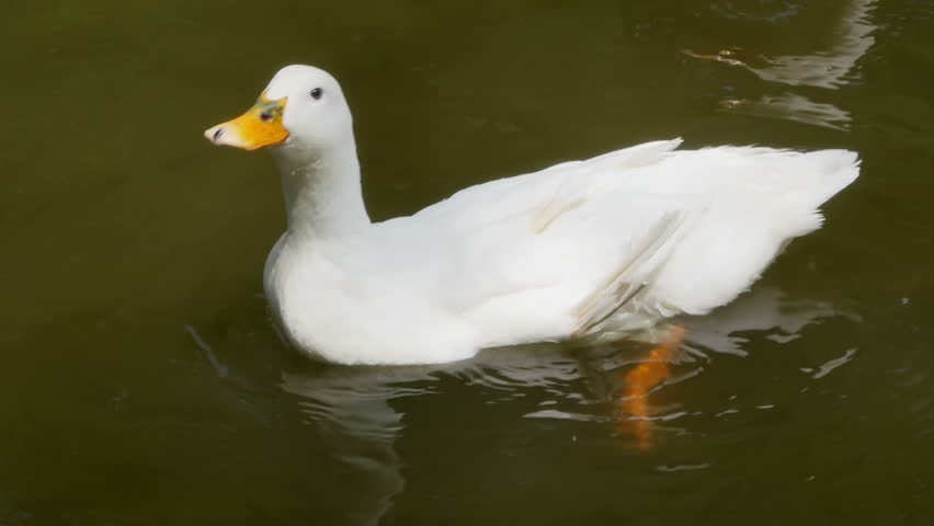 close-up-of-a-duck-in-water-image-free-stock-photo-public-domain