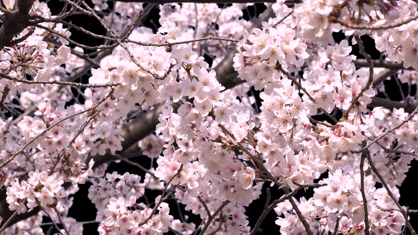 Cherry blossom pink japan pussy