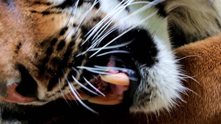 The Tiger Eats Meat from Stock Footage Video (100% Royalty-free