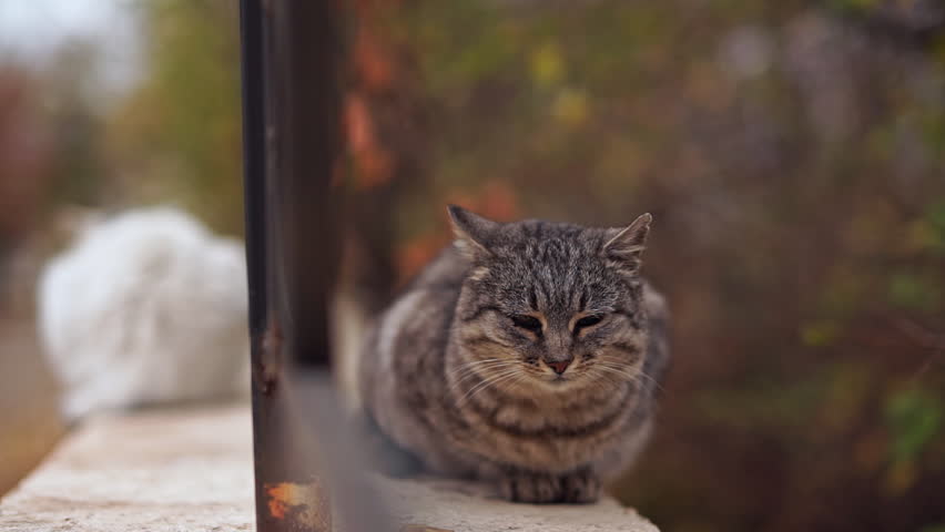 Urban cats. Urban cats