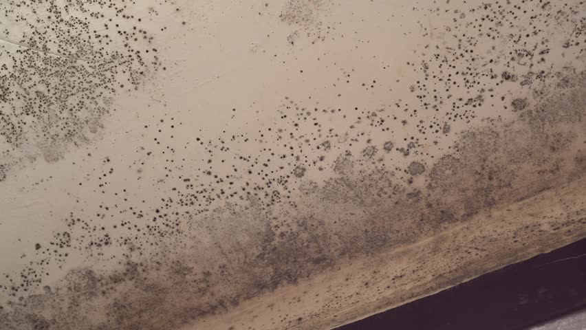 The Growth Of Black Mold Stock Footage Video 100 Royalty Free 1025309201 Shutterstock