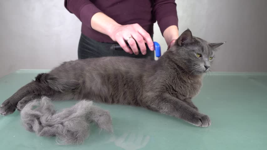 Removing Grey Cats Undercoat Fur Stock Footage Video 100