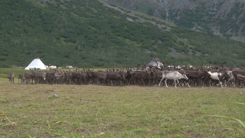 Юрты в тундре. Оленеводство в Момском улусе. Перегон овец в Дагестане.