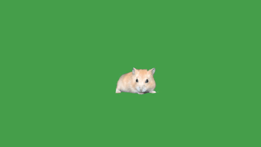 Hampster videa