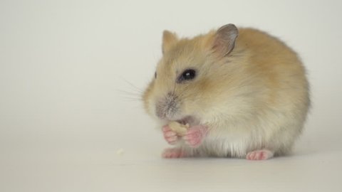 White Hamsters Stock Video Footage 4k And Hd Video Clips