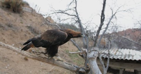 Golden Eagle Need Info And Value
