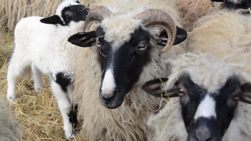 Sheep Barn on the farm image - Free stock photo - Public Domain photo ...