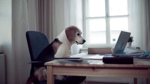 Dog And Office Desk Stock Video Footage 4k And Hd Video Clips