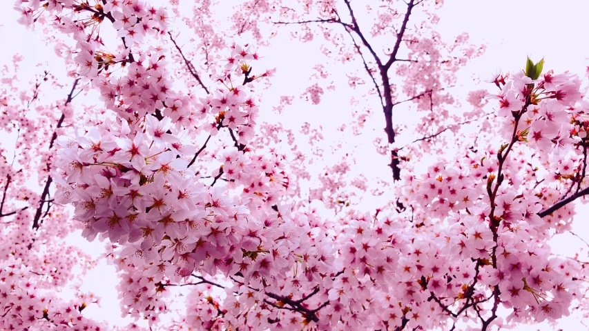 Sakura Flowers Photos