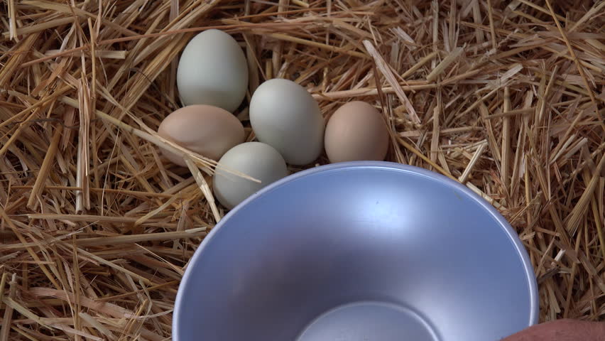 Man Collects Fresh Farm Eggs Stock Footage Video 100 Royalty Free 10295951 Shutterstock