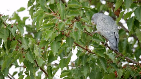 Cockatoo Stock Video Footage 4k And Hd Video Clips Shutterstock