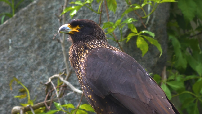 Close up shot of a Falcon image - Free stock photo - Public Domain ...