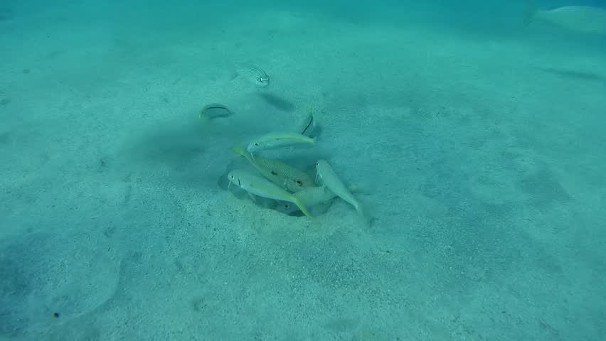 Woman Swimming Underwater In Slow Motion Swimming Towards Camera By Coral Reef In Ocean In