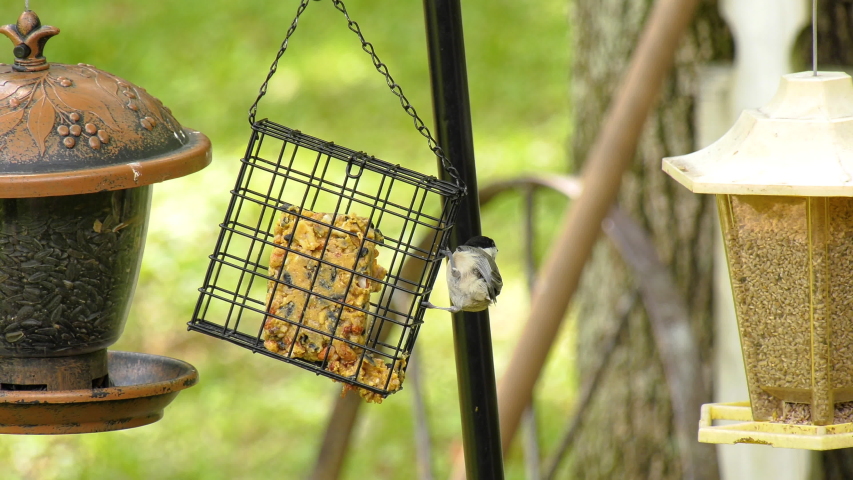 Chickadee Bird Hanging On A Stock Footage Video 100 Royalty Free