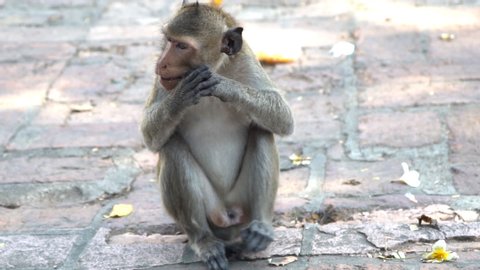 Monkeys Mating With Humans Sex - Monkey Mating Stock Video Footage - 4K and HD Video Clips | Shutterstock