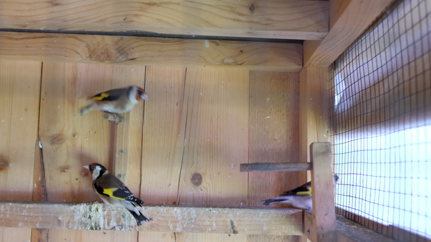 Birds Flying In Cage Caged Stock Footage Video 100 Royalty