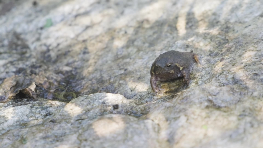 South African Black Rain Frog Stock Footage Video 100 Royalty