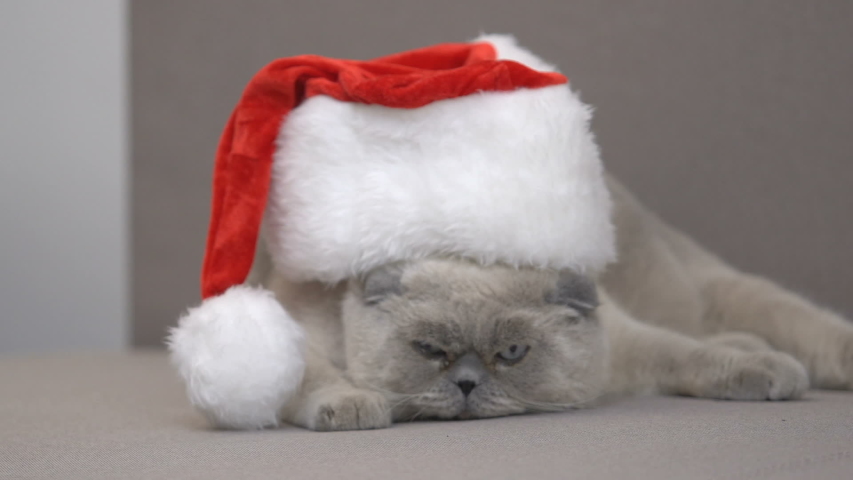Disgruntled Cat In Santa Hat Stock Footage Video 100 Royalty
