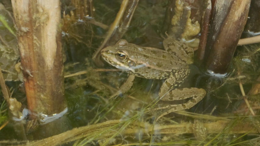 Brown Frog Close Up Image Free Stock Photo Public Domain Photo