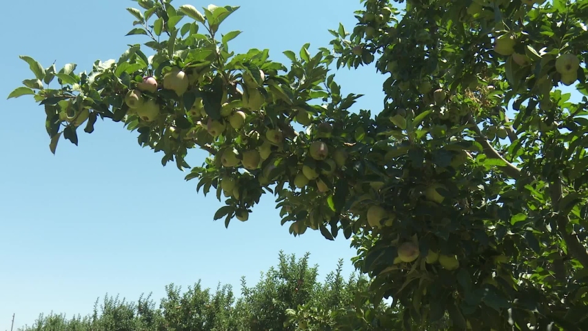 Apple Orchard Garden Red Apples Stock Footage Video 100