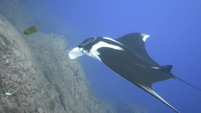 mantaray swimming costume