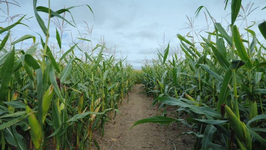 Hay Maze Stock Video Footage 4k And Hd Video Clips Shutterstock