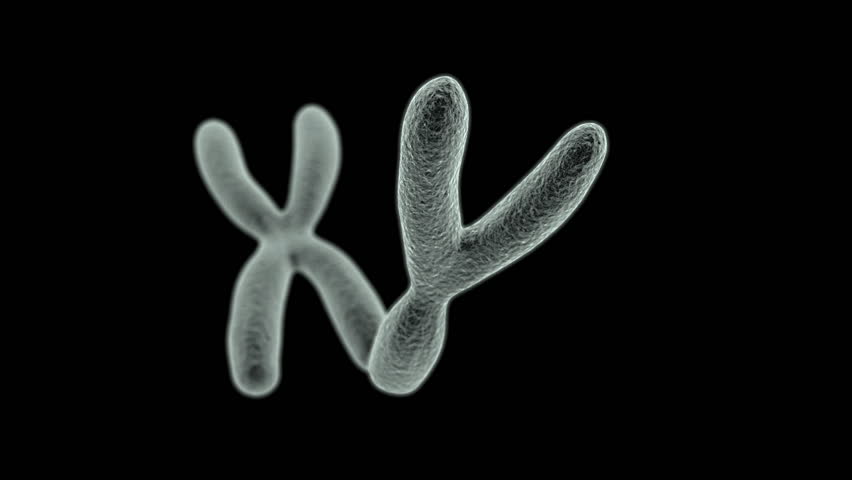 X And Y Chromosome Under Microscope Micropedia