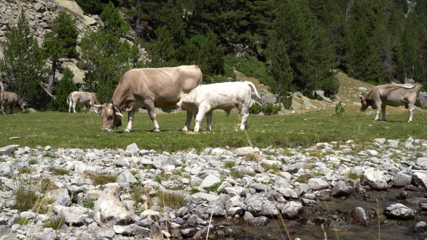 Cows grazing near the Mountain image - Free stock photo - Public Domain ...