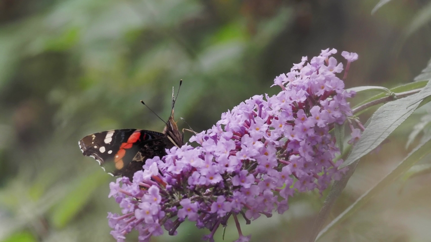 Red Admiral Butterfly -- Vanessa atalanta image - Free stock photo ...