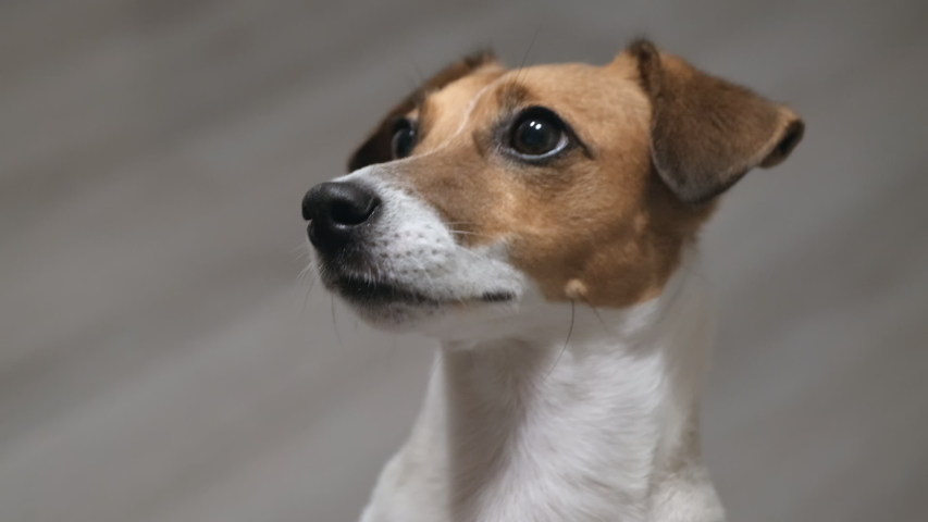 Dog with tongue out and tail wagging image - Free stock photo - Public ...