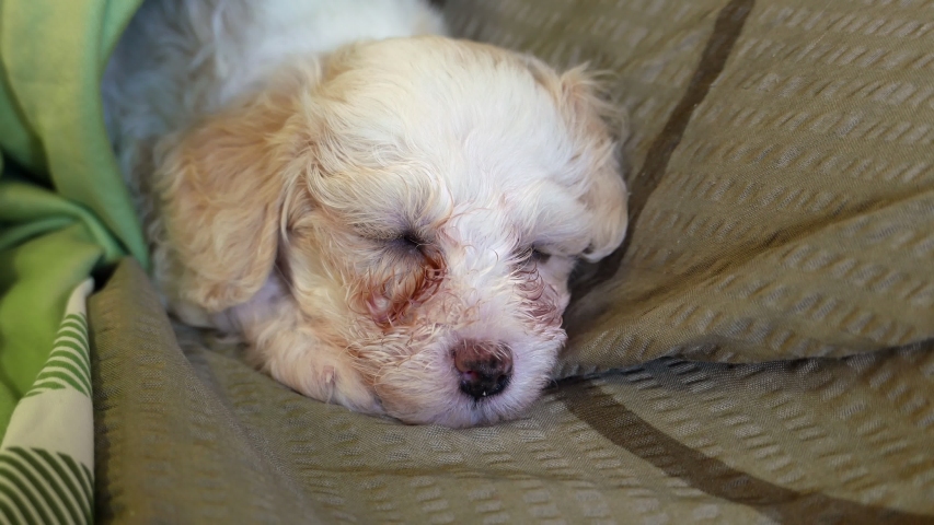 Chinese Crested Powderpuff Dog Sleeps Stock Footage Video 100