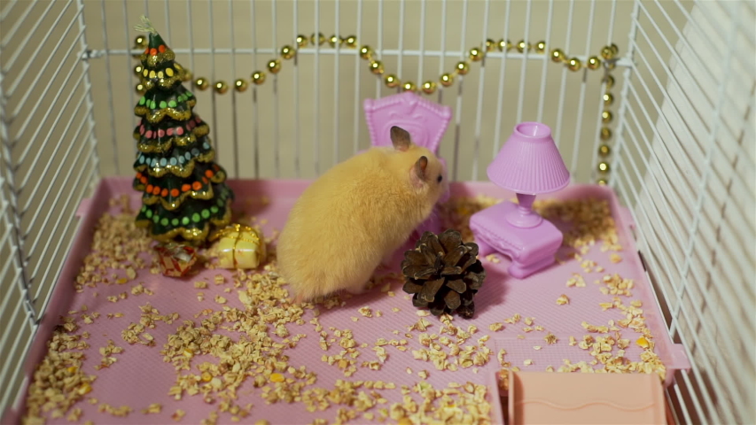 Cute Syrian Hamster Inspecting A Stock Footage Video 100