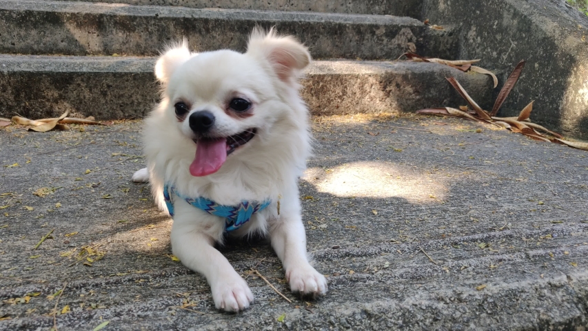 Cute And Happy Smiling White Long Hair Chihuahua Puppy Dog Sitting