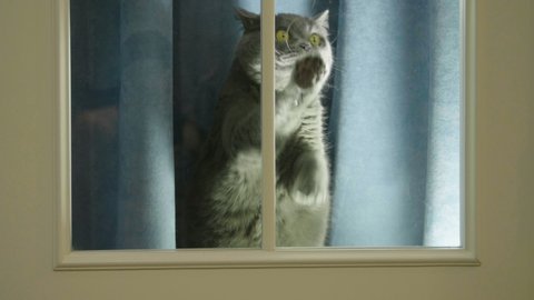 Cat Sitting Door Stock Video Footage 4k And Hd Video Clips
