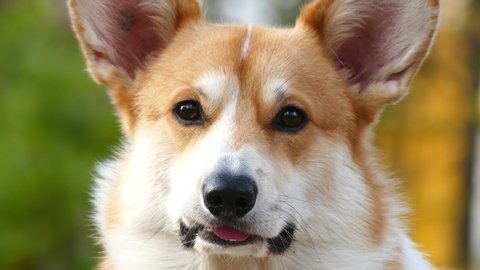 Dog Of Breed Shiba Inu Stands Stock Footage Video 100