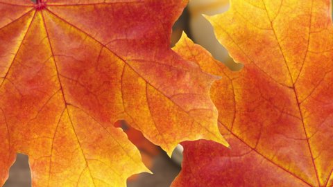 Thanksgiving Stock Video Footage 4k And Hd Video Clips