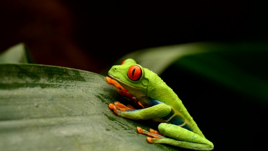 Beautiful Exotic Costa Rica Red Eyed Stock Footage Video 100