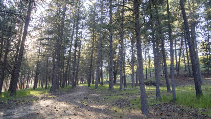 Pine trees and forest in New Zealand image - Free stock photo - Public ...