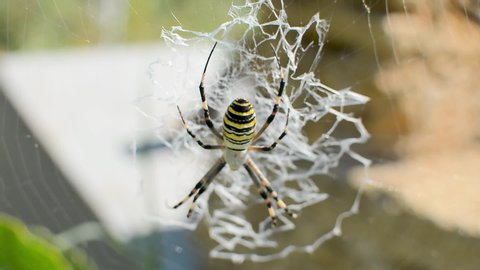Black And Yellow Garden Spider Stock Video Footage 4k And Hd