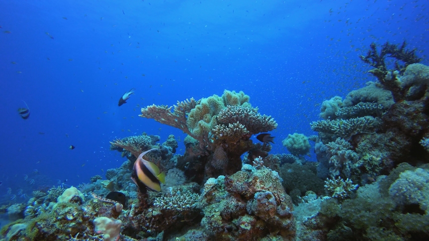Tropical Fish Banner Fish On Coral Reef Free Stock Video Footage