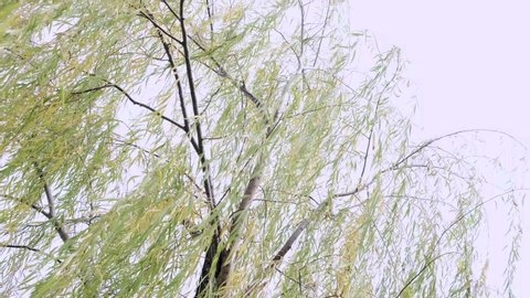 Willow Tree Blowing Wind Stock Footage 4k And Hd
