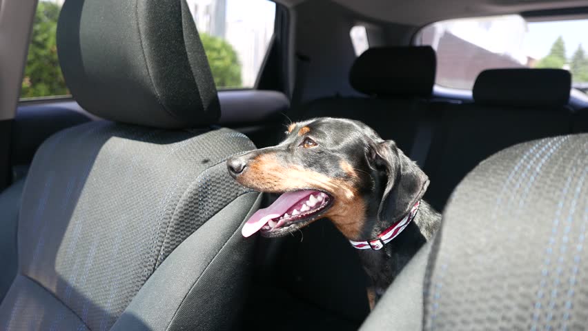 Dog Trapped In A Car Stock Footage Video 100 Royalty Free